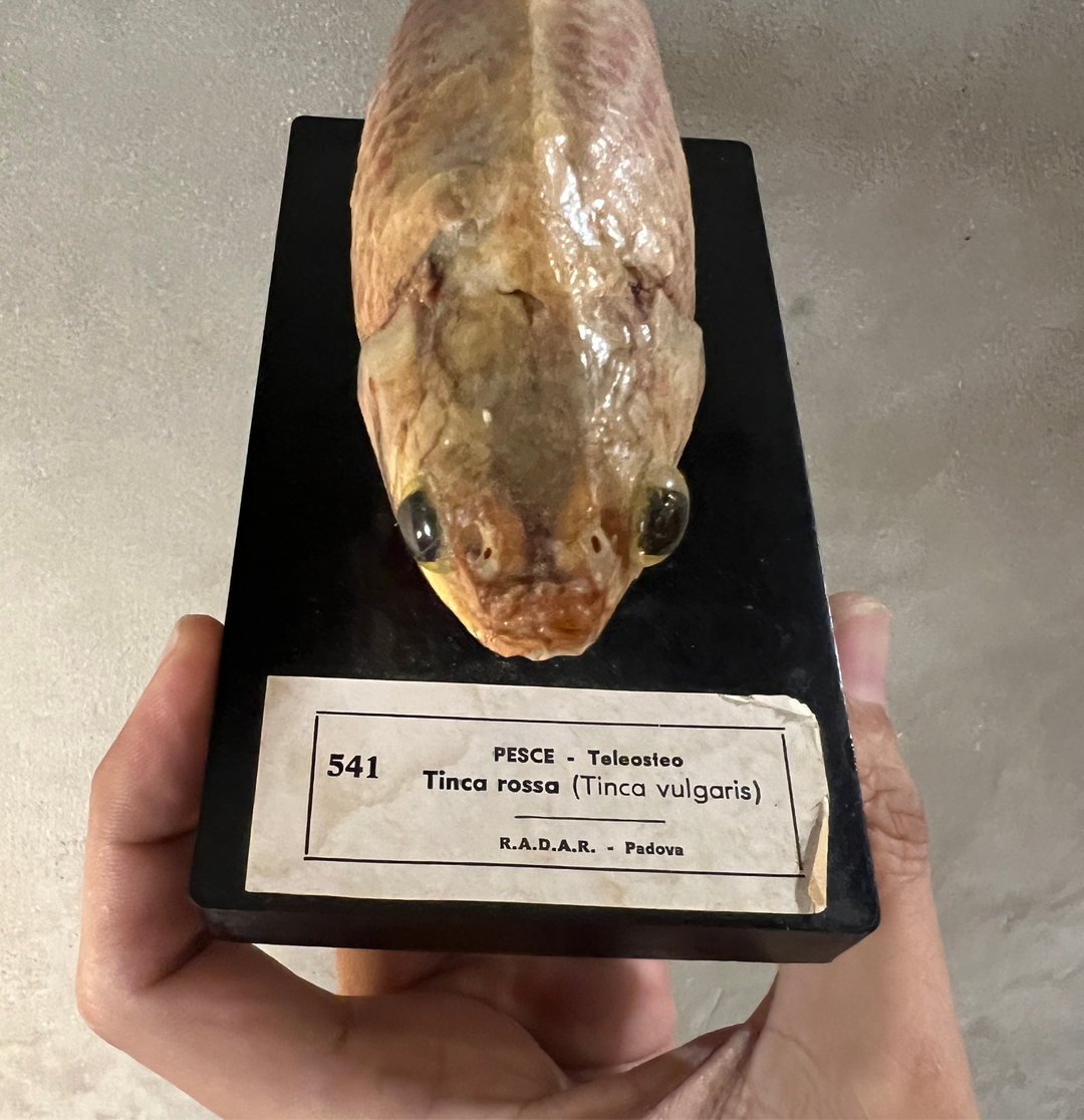 Antique fish specimen / padova Italy