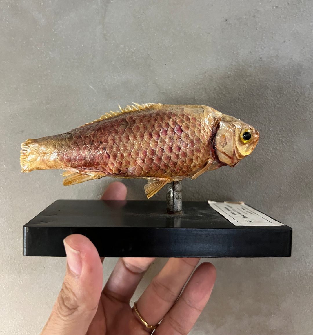 Antique fish specimen / padova Italy