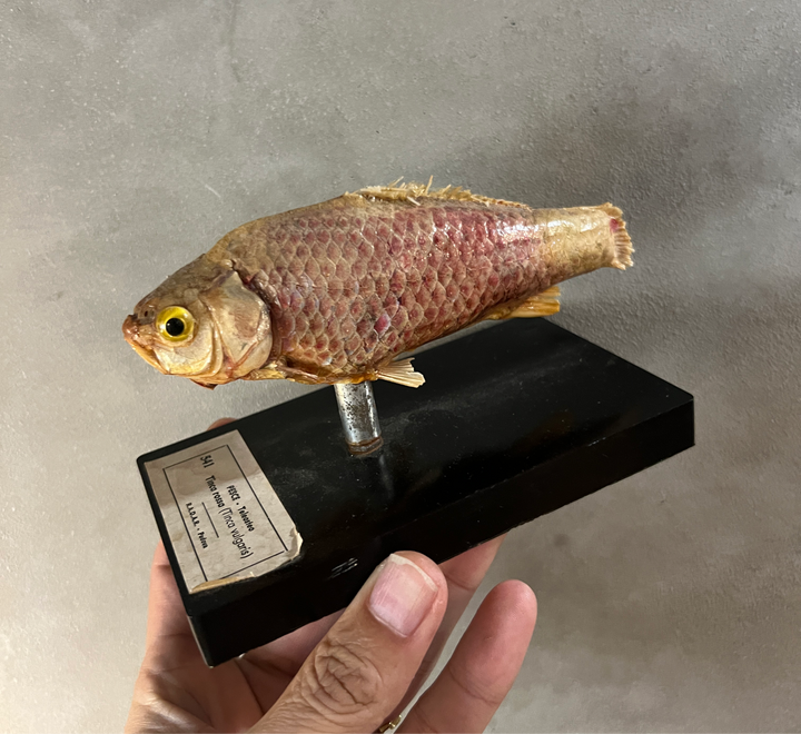 Antique fish specimen / padova Italy