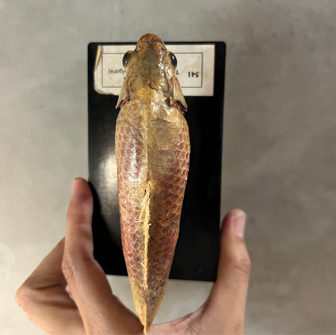 Antique fish specimen / padova Italy