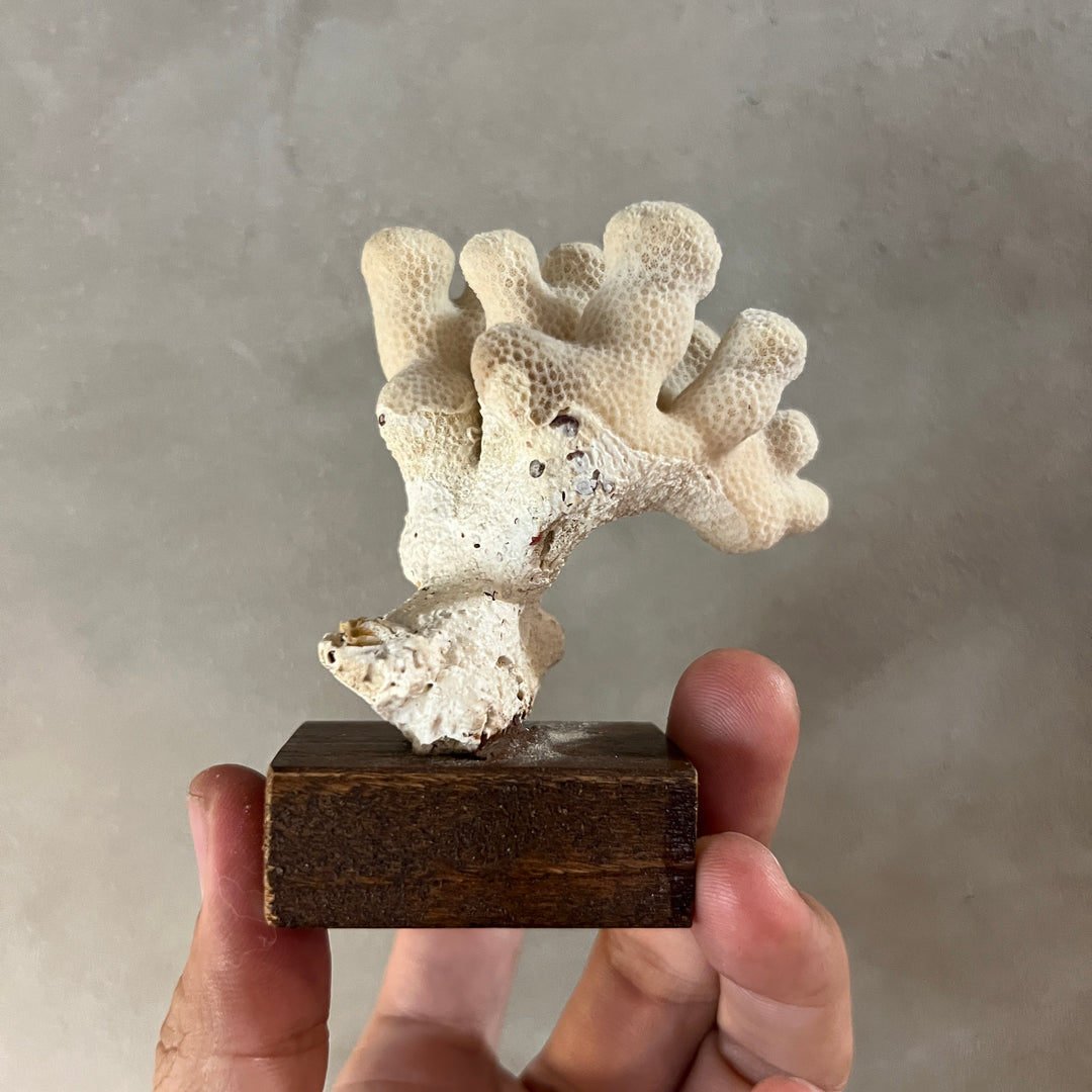 Antique Coral Specimen Ornament