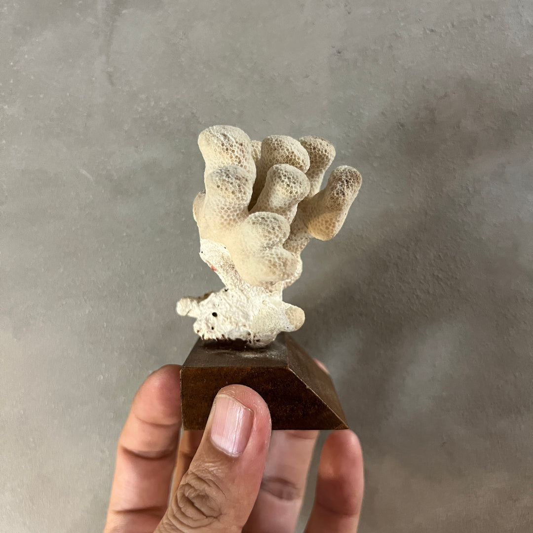 Antique Coral Specimen Ornament