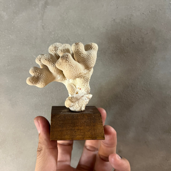 Antique Coral Specimen Ornament