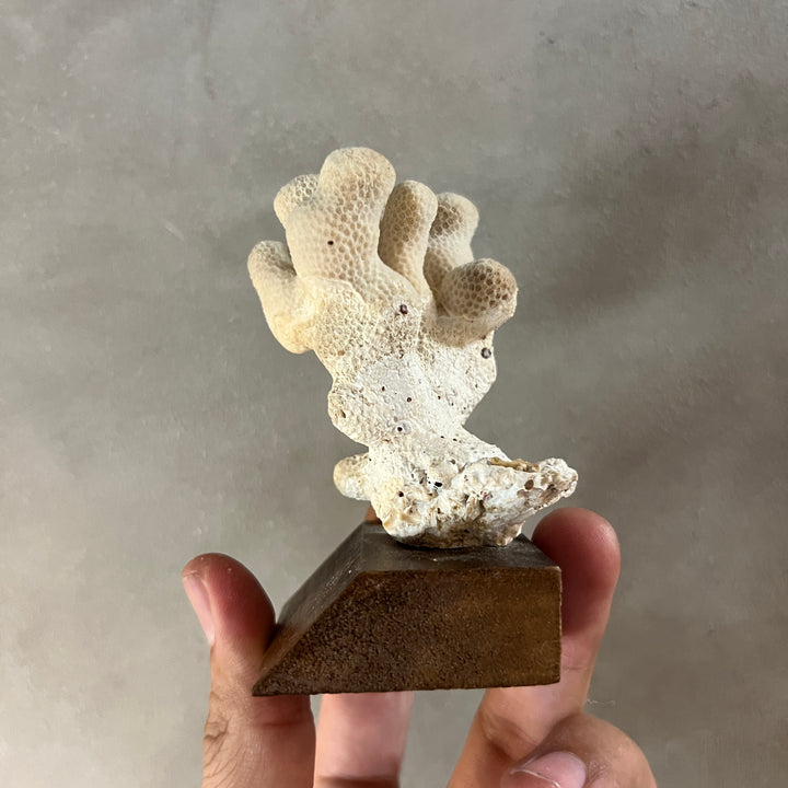 Antique Coral Specimen Ornament