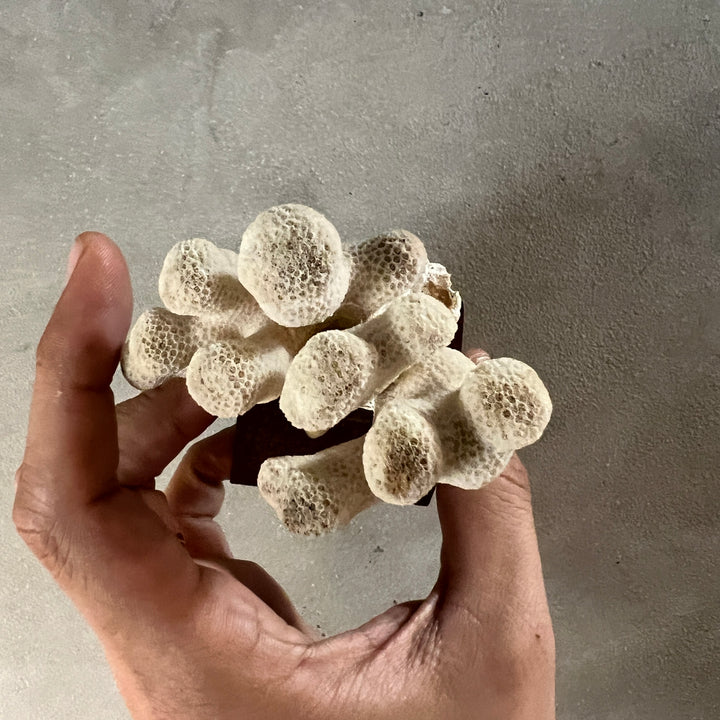 Antique Coral Specimen Ornament