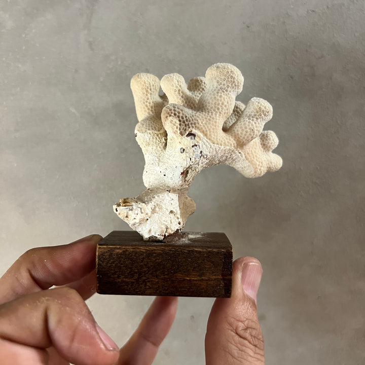 Antique Coral Specimen Ornament